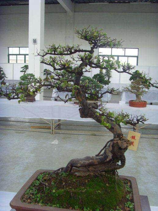 郑村花卉盆景交易市场