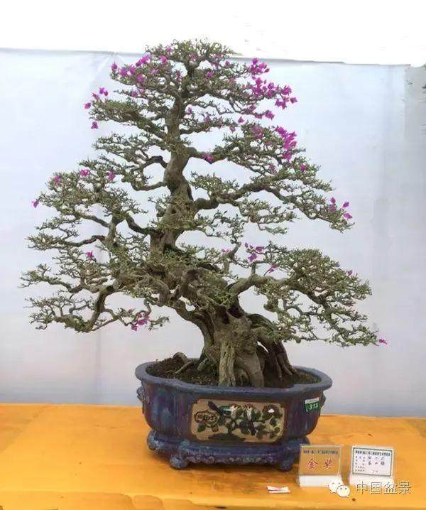 中华杯中国盆景精品展