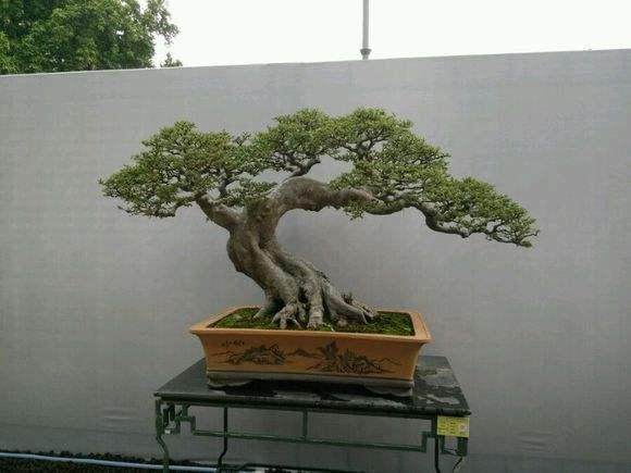 中国盆景现状的思考