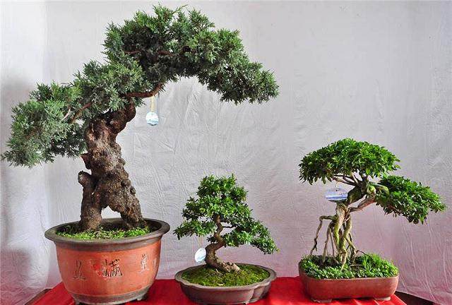 云南盆景赏石协会成立盆景和赏石两个专业委