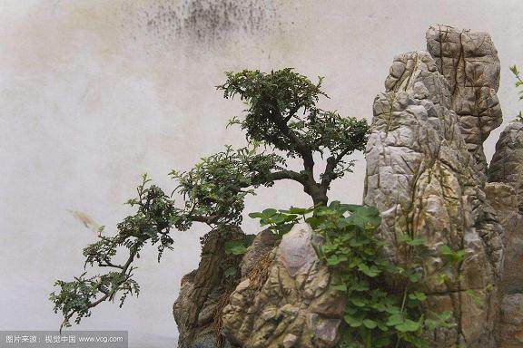 魅力独具的云南盆景