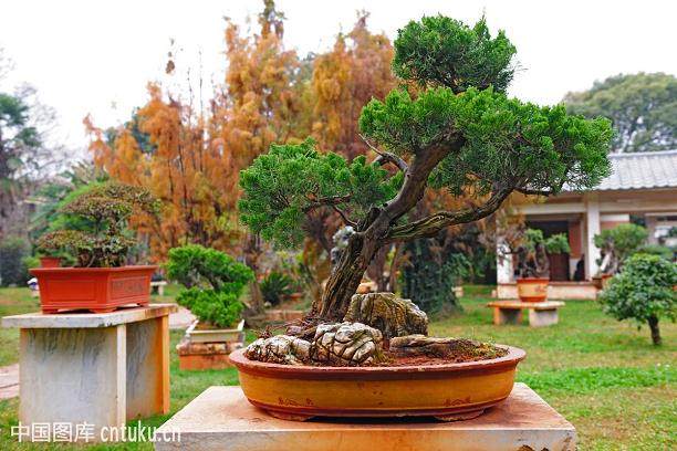 云南省第二届盆景艺术评比展展