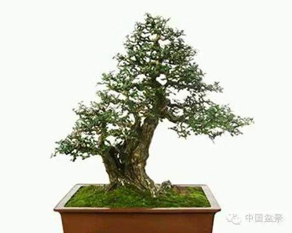 第二届云南盆景评比展