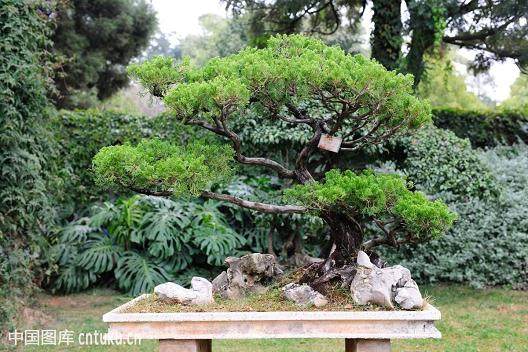 盆景技法＼造型现场等栏目约稿启事