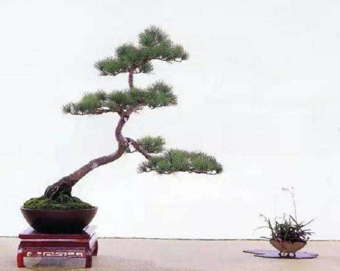 试论孔太初和素仁的盆景艺术