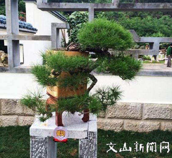 盆景源于自然的辨析