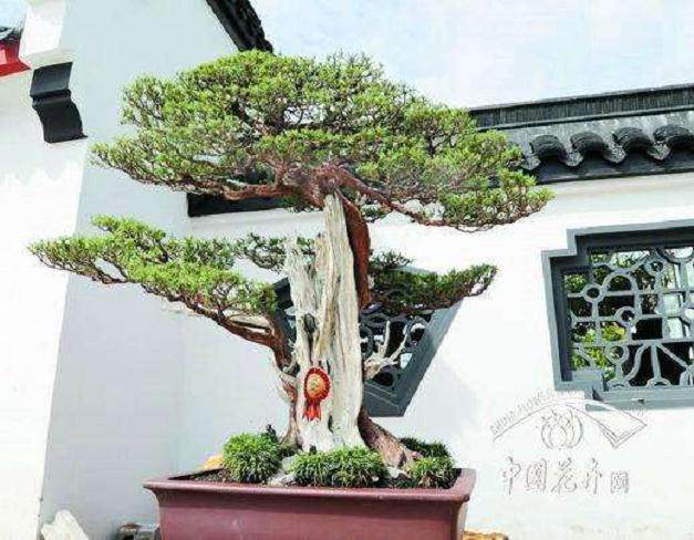 连明良盆景艺术欣赏