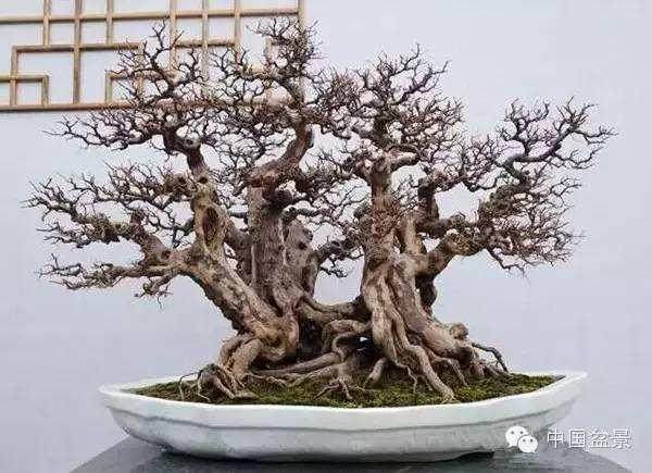 在盆景中也有不少此类题材的作品