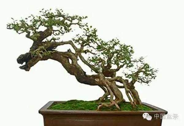 中国盆景赏石事业发展的推动者