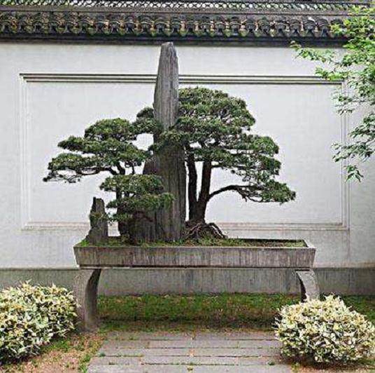 这些有规则式的造型的指导 可使盆景创作流于简单化