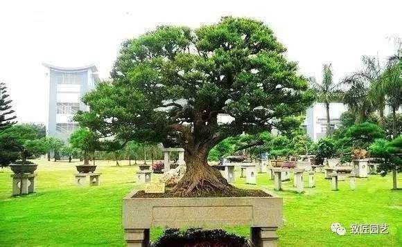 盆景赏石版将再次改版