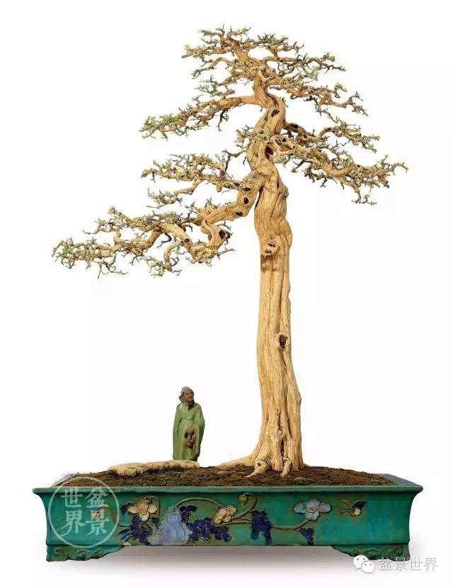 盆景园中的平实人生--潘仲连