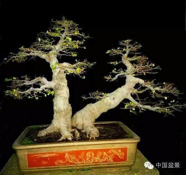 看了郭君先生的盆景作品照片 令人喜悦