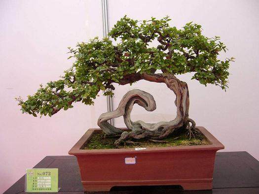 胡大宇盆景作品