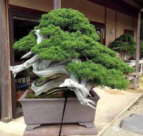 赏陶大奎的盆景《林间七贤》