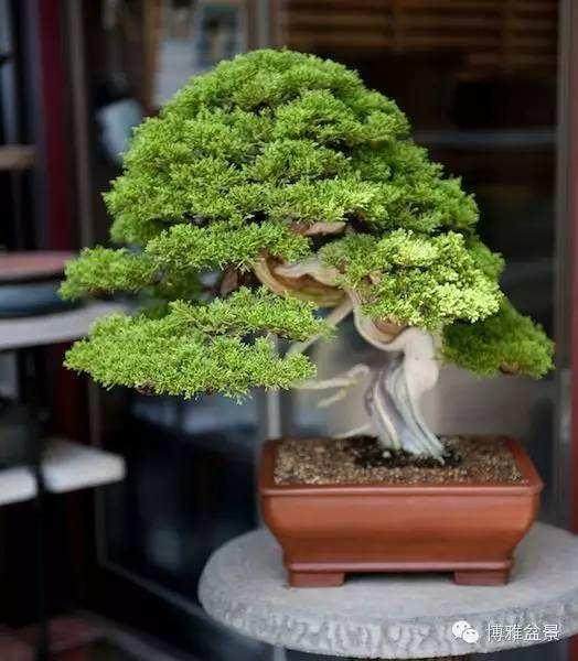 三大国际盆景组织负责来华考察