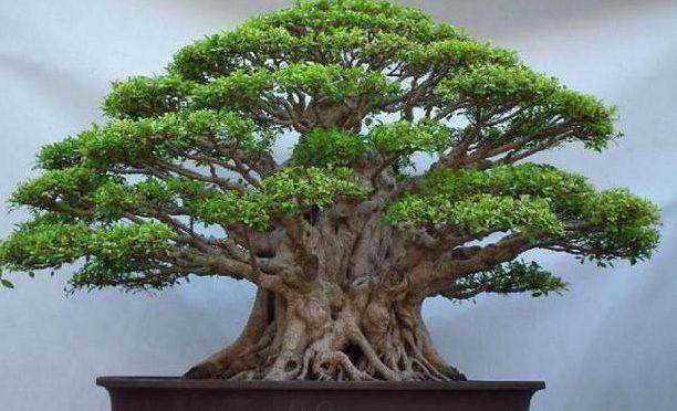 郡陵举办首届蜡梅盆景、桧柏造型展示会