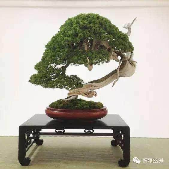 莫让越级拖累企业成&ldquo;盆景规模&rdquo;