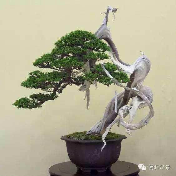 卖盆景筹返乡路费