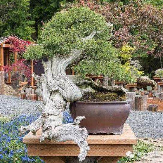 植物园将举办盆景雅石精品展