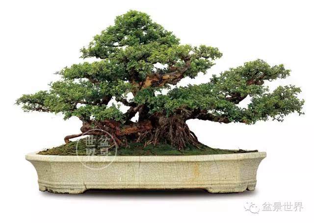 雀梅盆景成熟之日就是死亡之时？