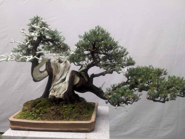 国家级盆景联展即将在盆景小镇闪亮登场