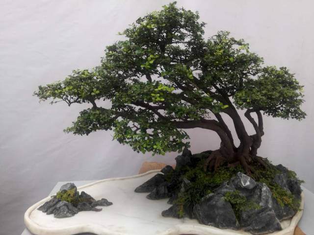 国家级盆景联展即将在盆景小镇闪亮登场