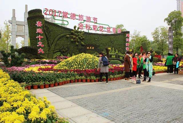 常德群众 最美菊花盆景展景点由你来选