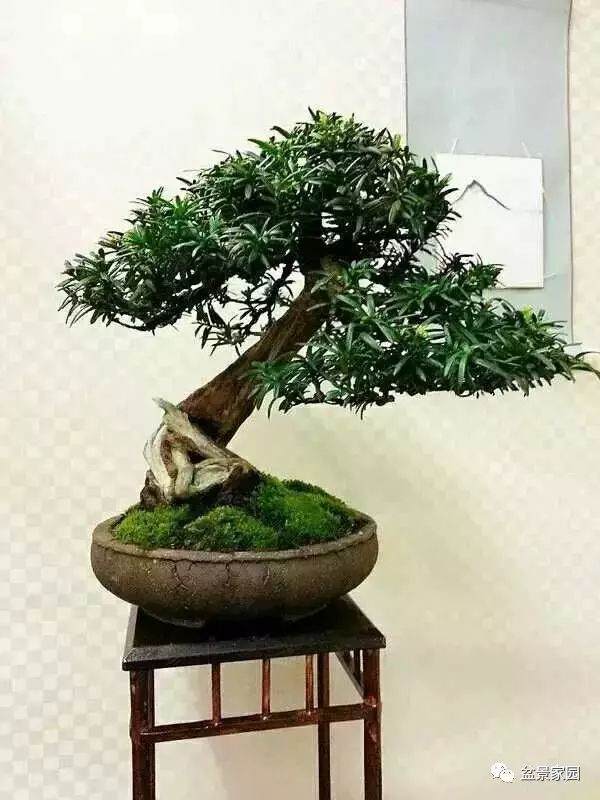 过重的盆景创伤是造成假活的主要原因