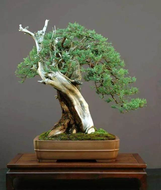 盆景制作《重阳节给爷爷奶奶送孝心》周日开课