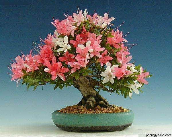 长沙道路绿化提质下月全面启动