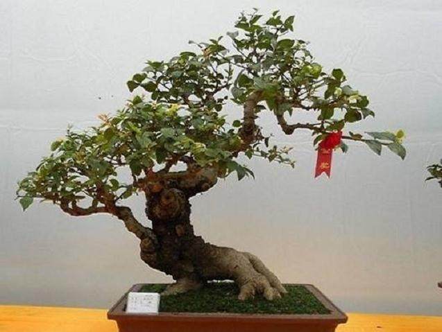 盆景专柜撤出卖场  赚不到钱