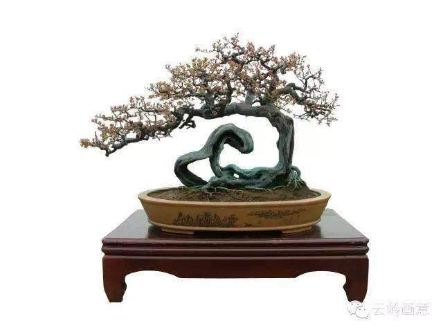 搞盆景为增收也为&ldquo;创文&rdquo;