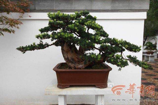 史佩元盆景艺术赏析