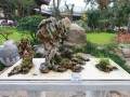 石泉县举办首届盆景奇石根艺展