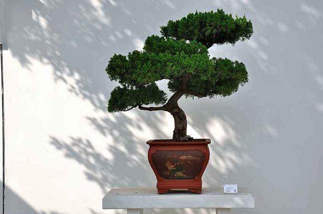 我参加2003拉丁美洲盆景大会