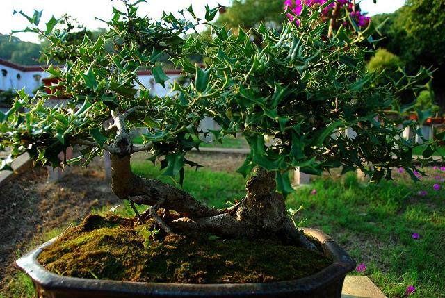 谈传统 是在谈中国盆景艺术的传统