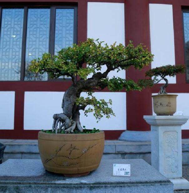 中国盆景发展之双轨趋势