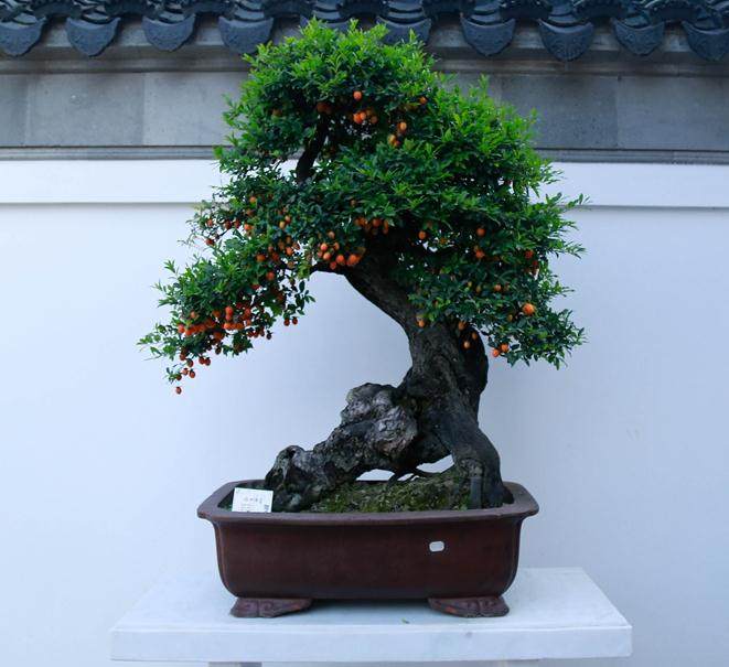 盆景名家--胡春芳