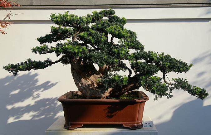 《盆景改作》栏目约稿启示