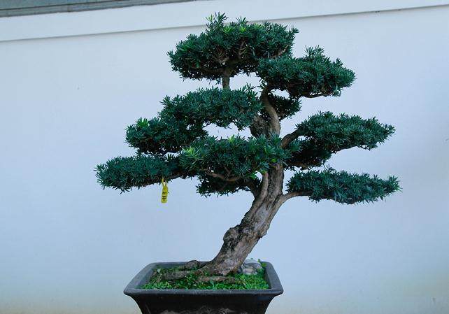 因《花木盆景》缘结花木盆景情