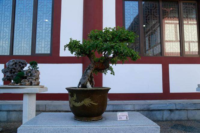 我国盆景在创作方法上提倡&ldquo;师造化&rdquo;