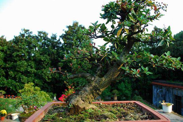 中国盆景在发展中