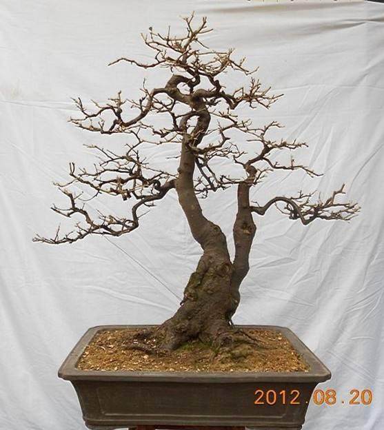 盆景名家--张夷