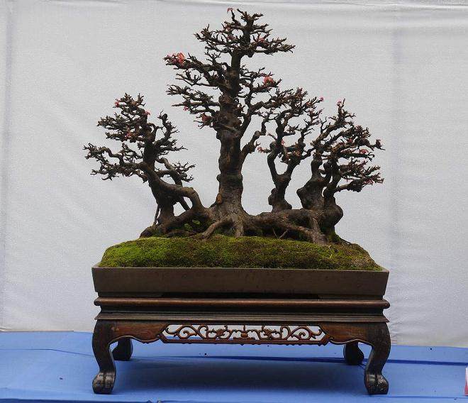 我国盆景讲究意境