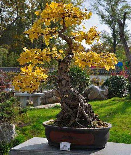 我国盆景有法而无式