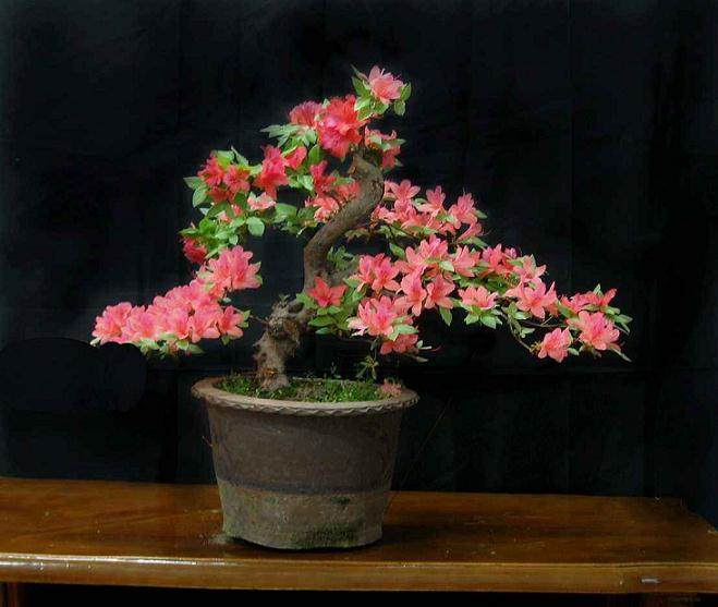 盆景名家--赵评