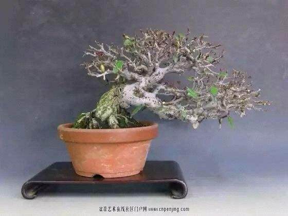 31位艺术大师现场做盆景