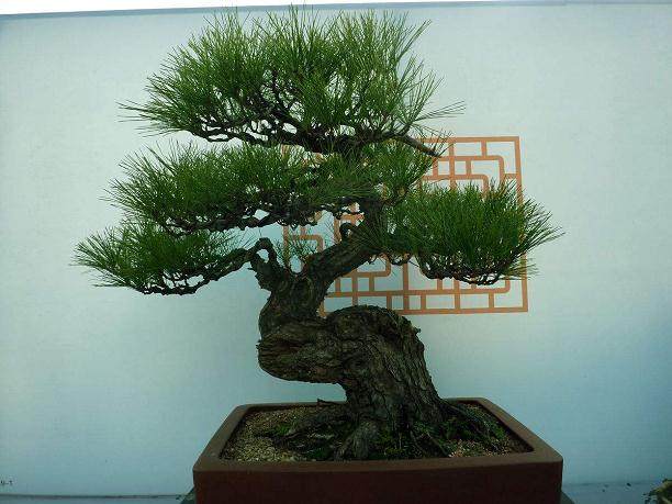 鸡舍做在盆景树下