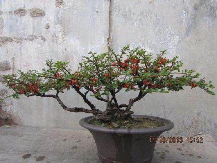 《花木盆景》&mdash;我的良师益友